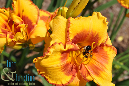 Daylily and bumblebee