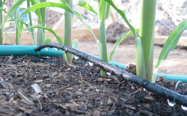 Rodales drip irrigation