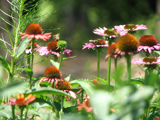 Echinacea is a medicinal and beautiful perennial. 