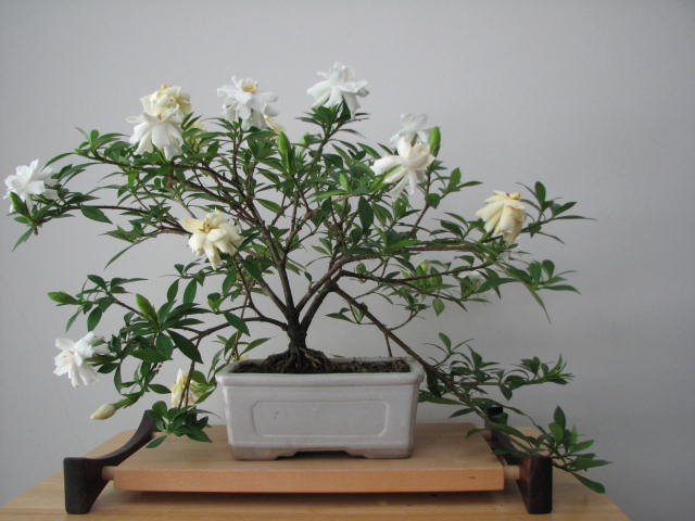 Gardenia bonsai 2