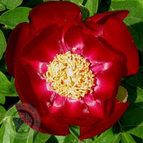 2015 Gold Medal Award / 2016 Peony of the Year Scott Parker, APS President