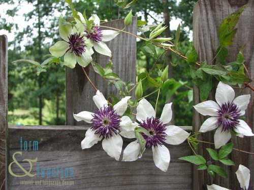 Clematis at fence