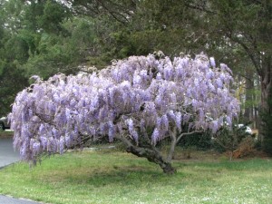 Tree wisteria